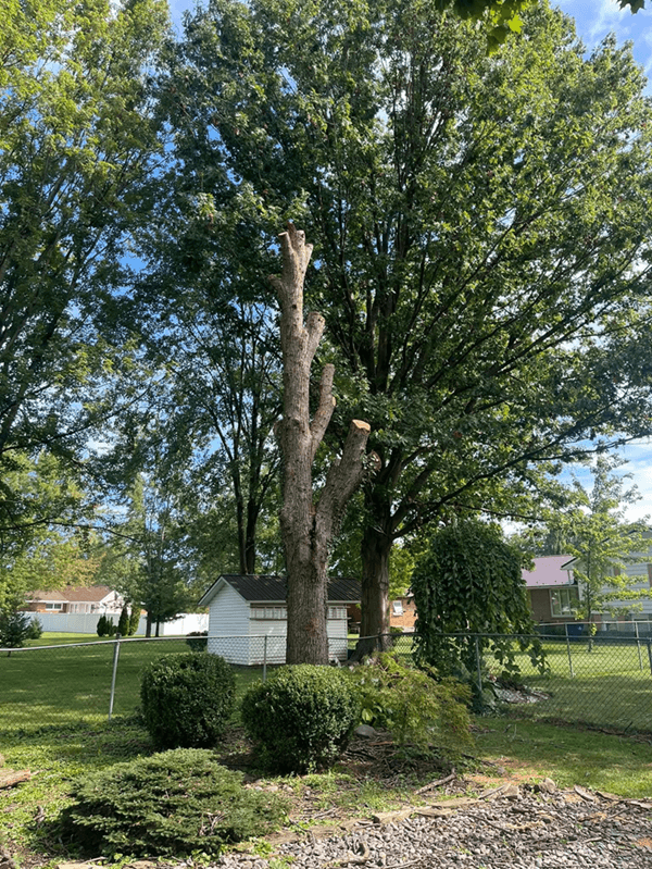 Perfectly pruned tree with a clean, healthy shape