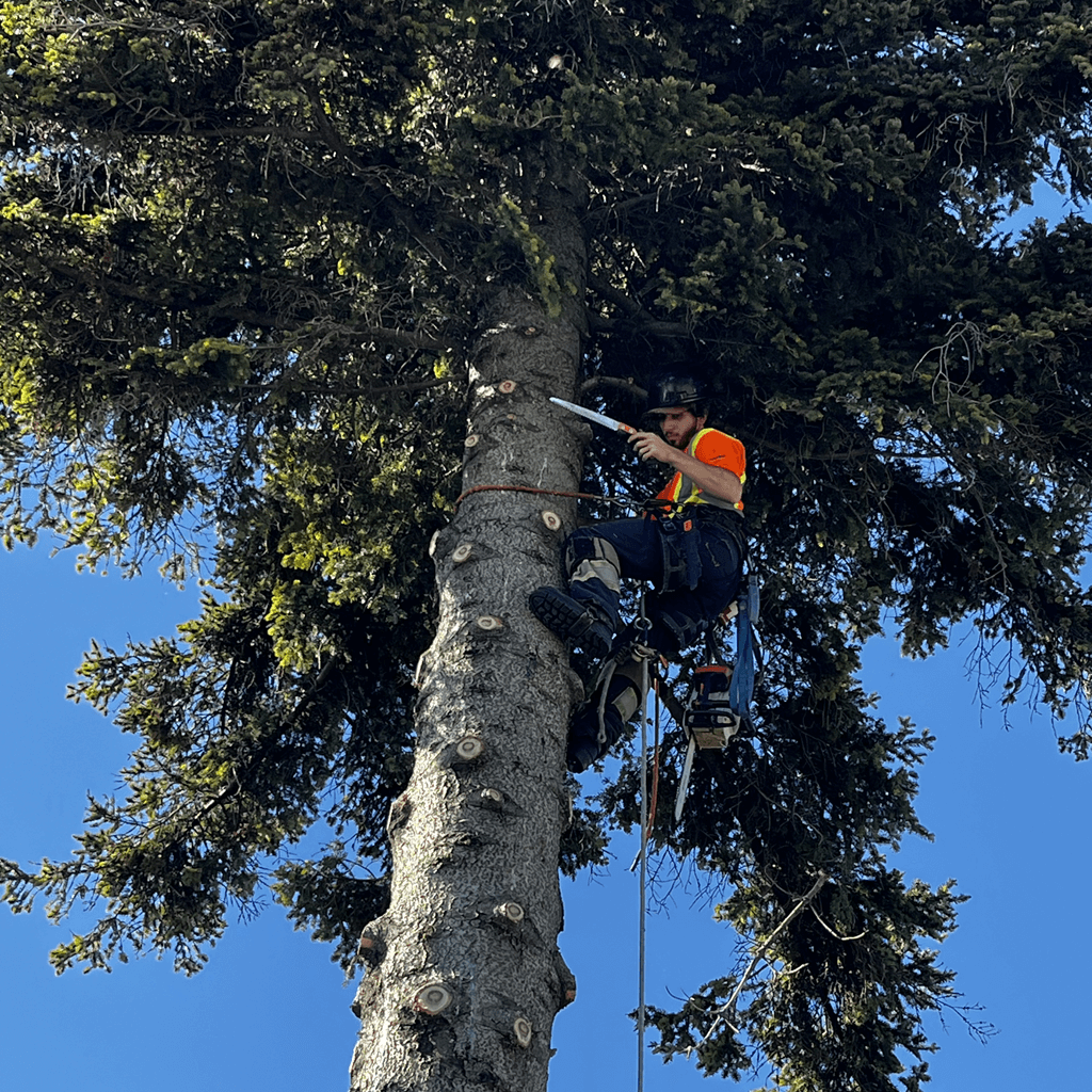 Arborist performing precision pruning on a large shade tree.